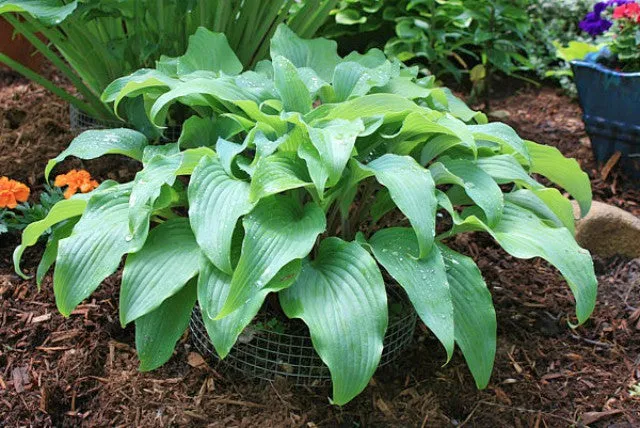 Gretchen's Grace Hosta